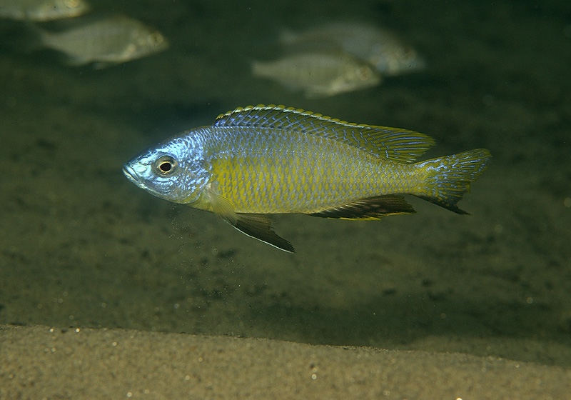 Nyassachromis microcephalus 'Otter Point'